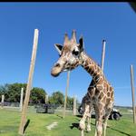 Safari Lake Geneva