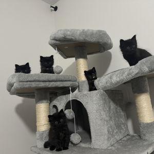 Cat fostering fund