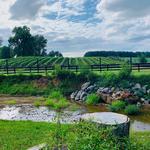 Bleu Frog Vineyards & Ole Bleu Brewery