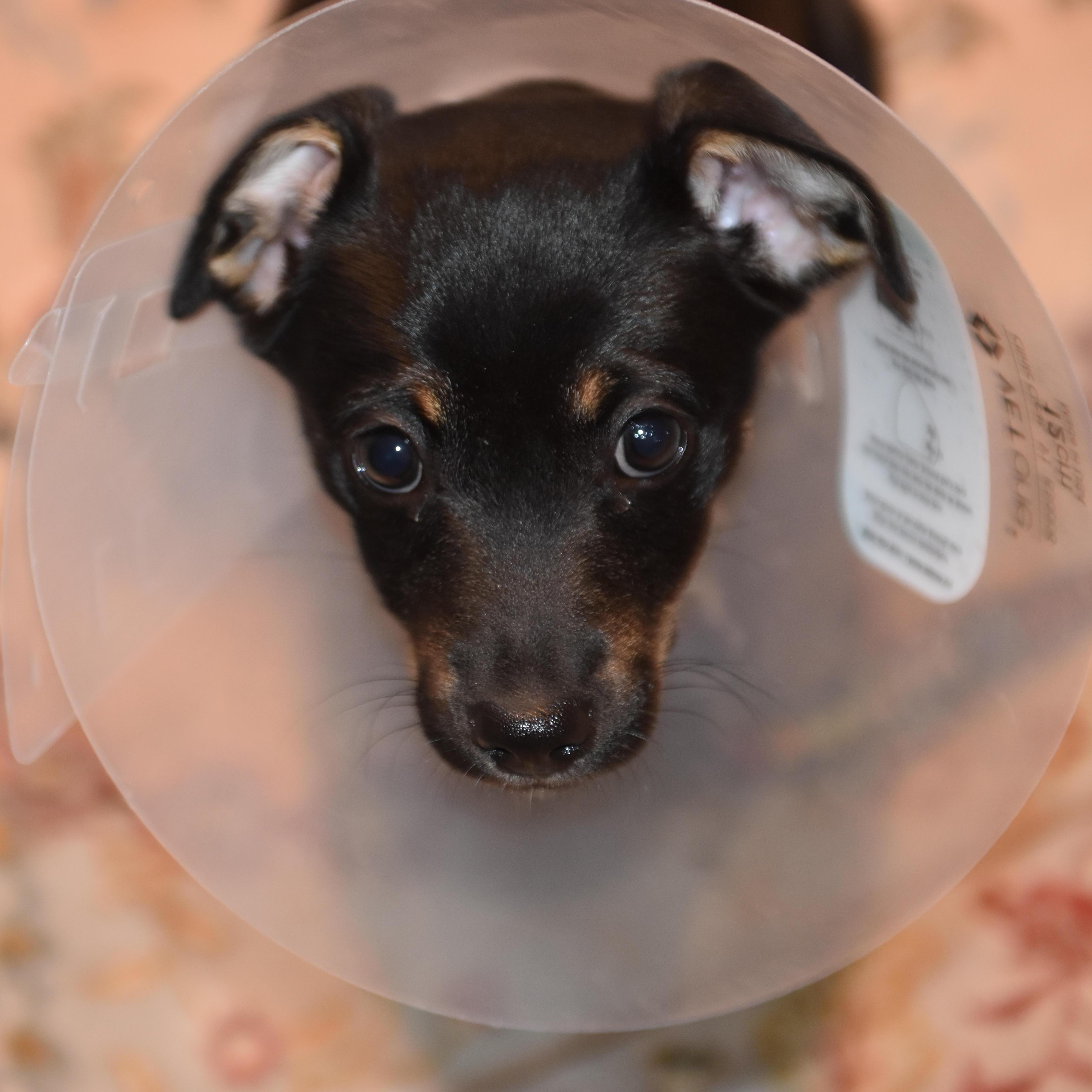 Ten weeks later, during inauguration weekend, Lili escaped D.C. chaos and picked up this little princess with an Elizabethan collar.