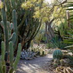 The Ruth Bancroft Garden & Nursery