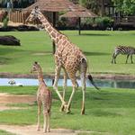 Montgomery Zoo