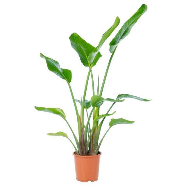 STRELITZIA                              Potted plant, white bird of paradise, 9 ¼ "