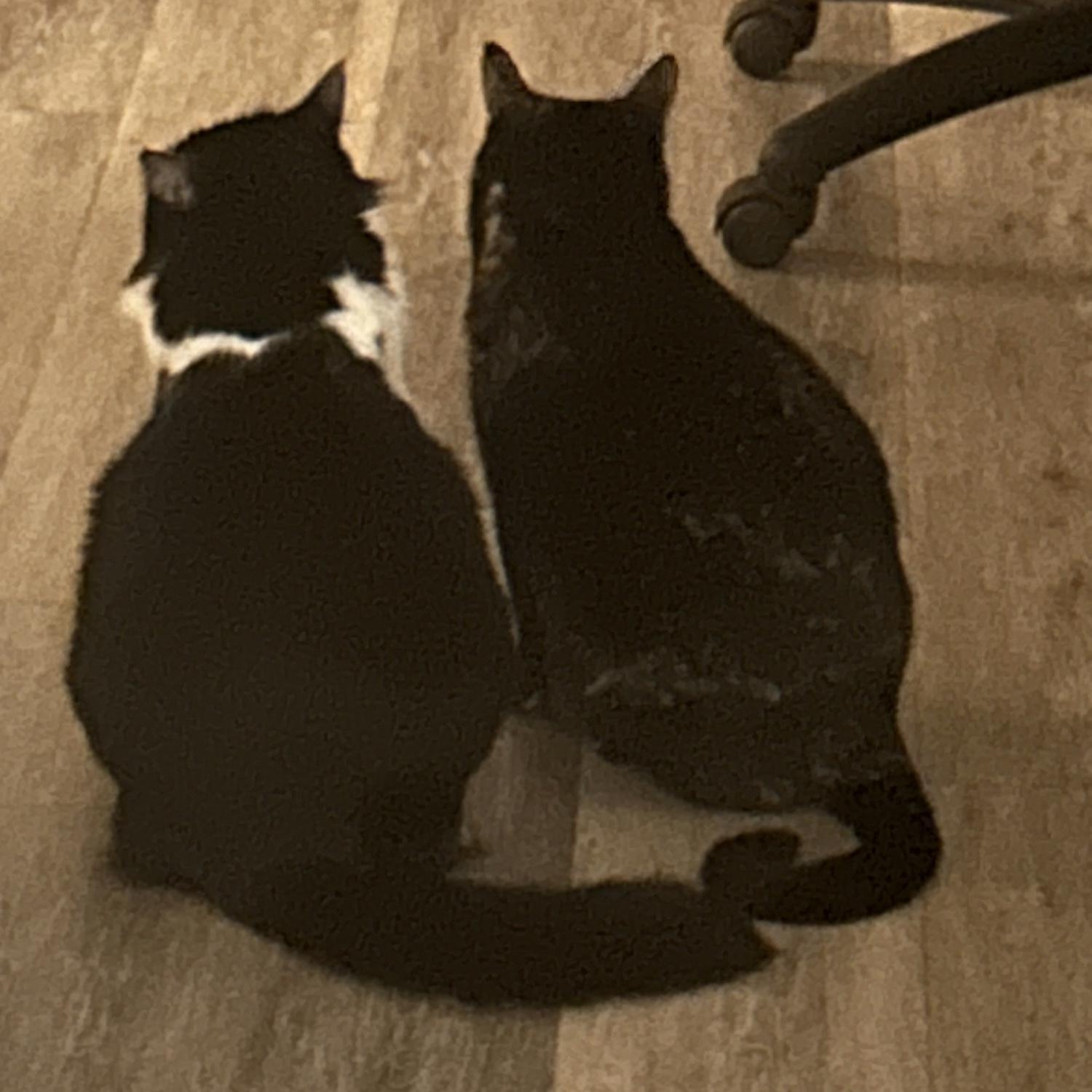 Rory and Riley’s cats - Bean (left, fluffy, stupid) and Daisy (right, sweet, hungry)