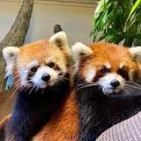 Henry Vilas Zoo