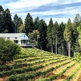 Edio Vineyards at Delfino Farms