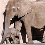 Hogle Zoo