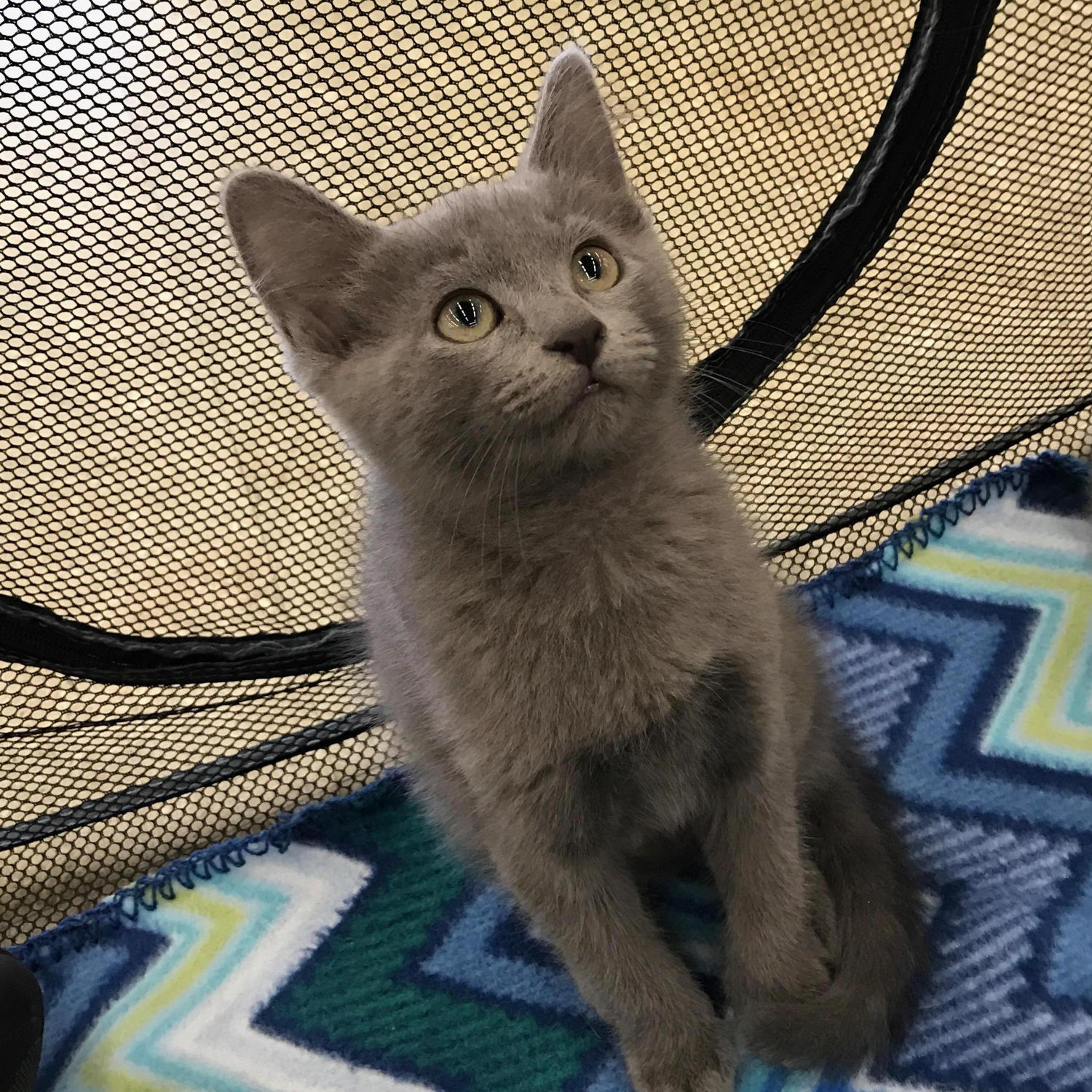Our second cat Ty