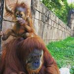 Greenville Zoo