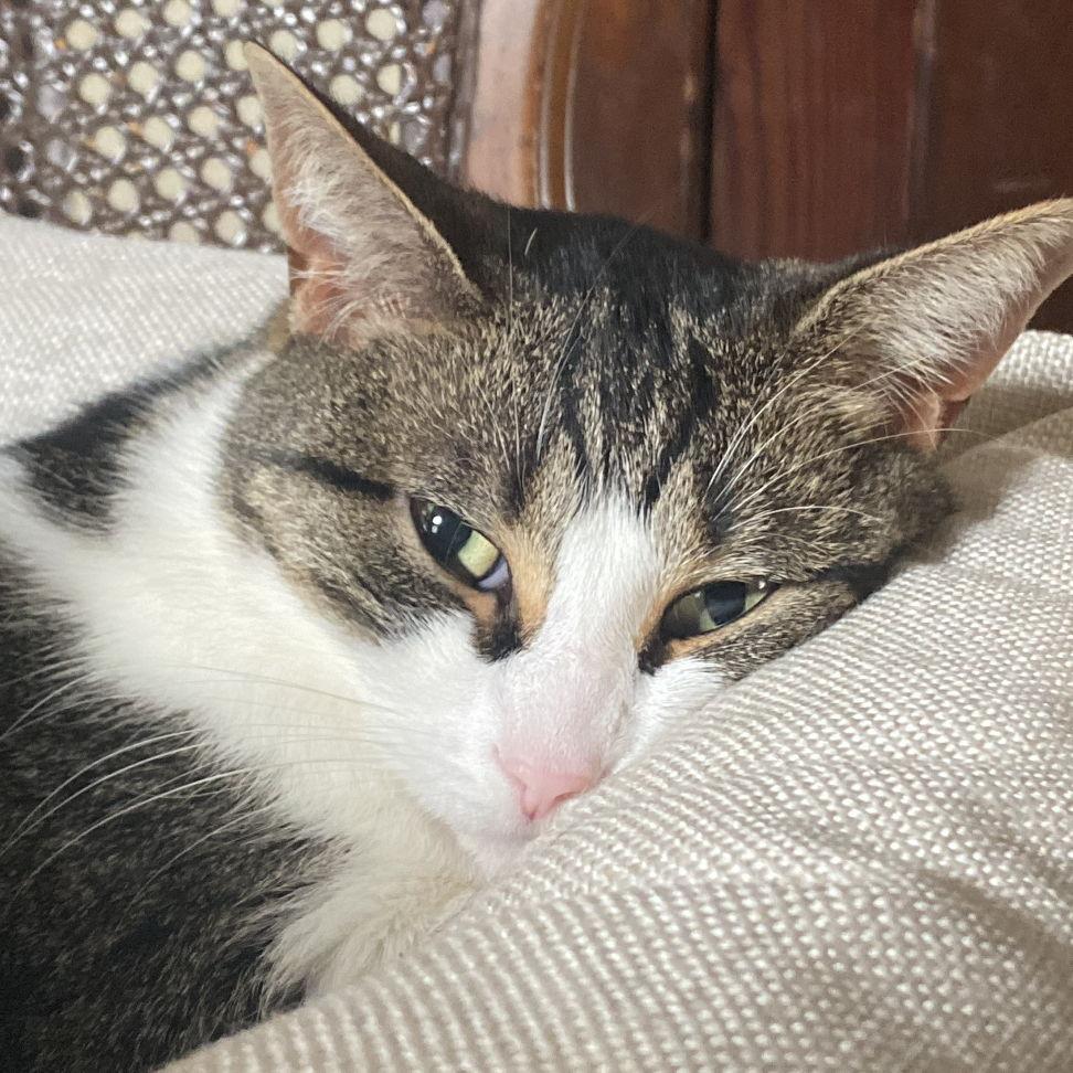 Figgyyyyyy - our cat