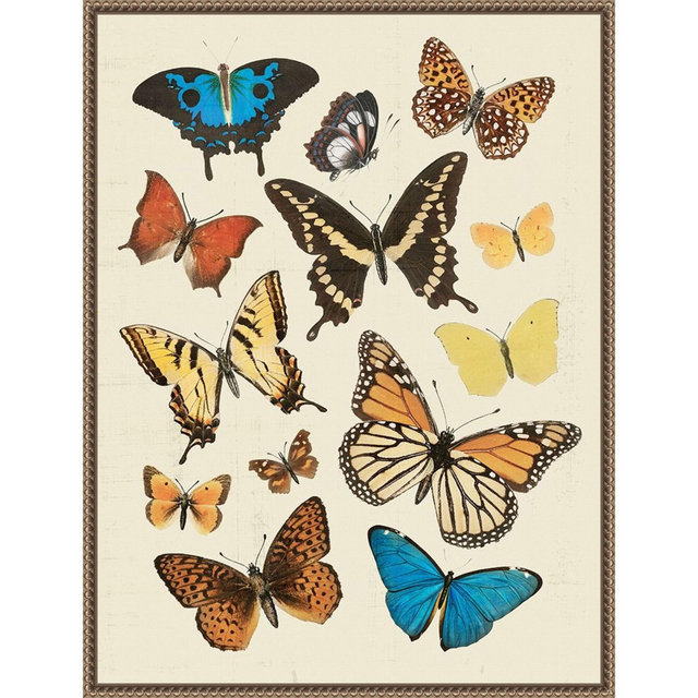 Amanti Art Collected Flutter II by Victoria Barnes Canvas Wall Art Print Framed 23-in. W x 30-in. H.