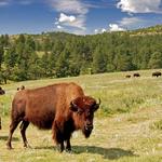 Custer State Park Spur