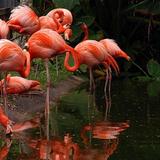 Flamingo Gardens
