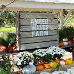 Amber Waves Farm, Market & Cafe - $$