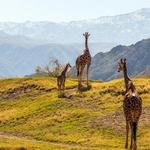 The Living Desert Zoo and Gardens