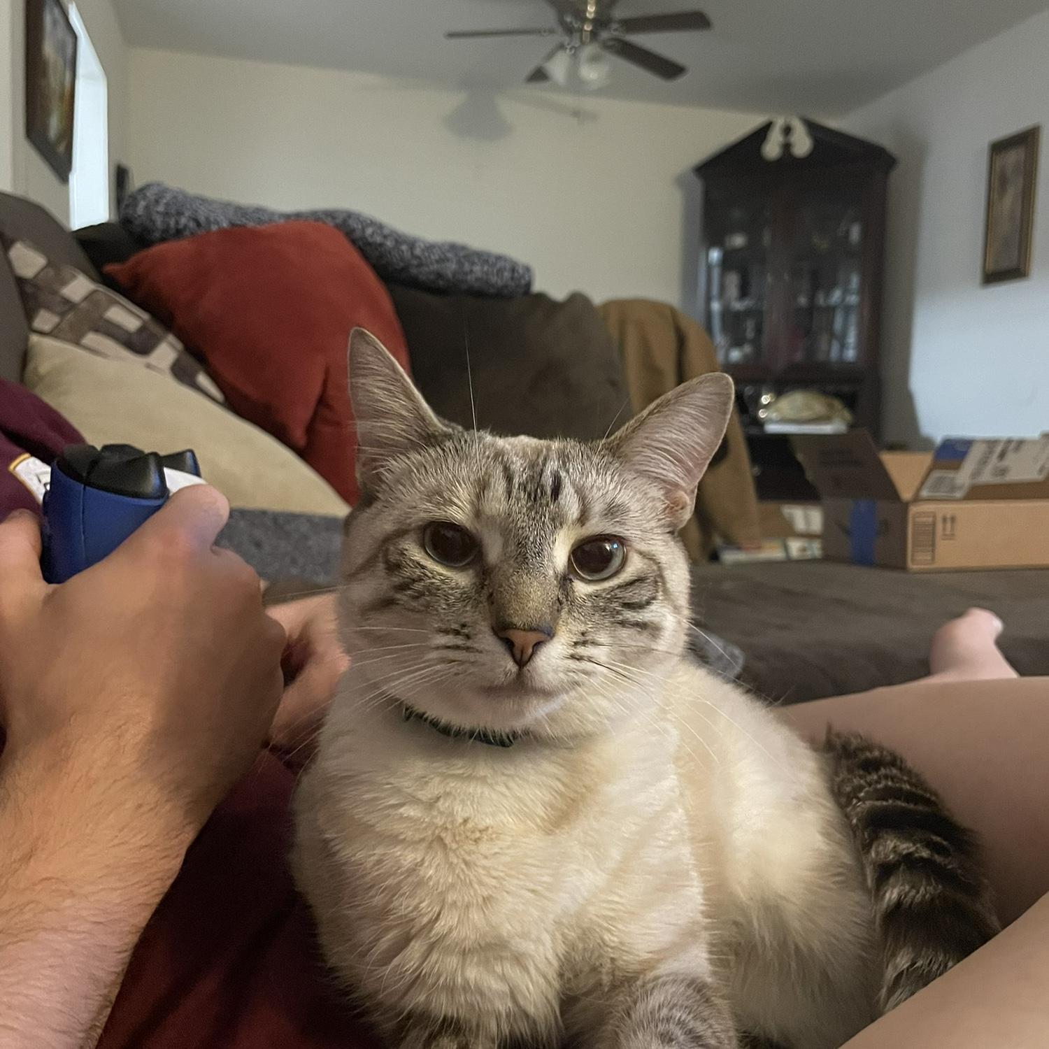 The first time Miso felt comfortable enough to sit on Ben’s lap! A big moment after moving in together!