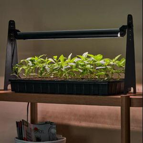 Grow Light, Dynamo LED