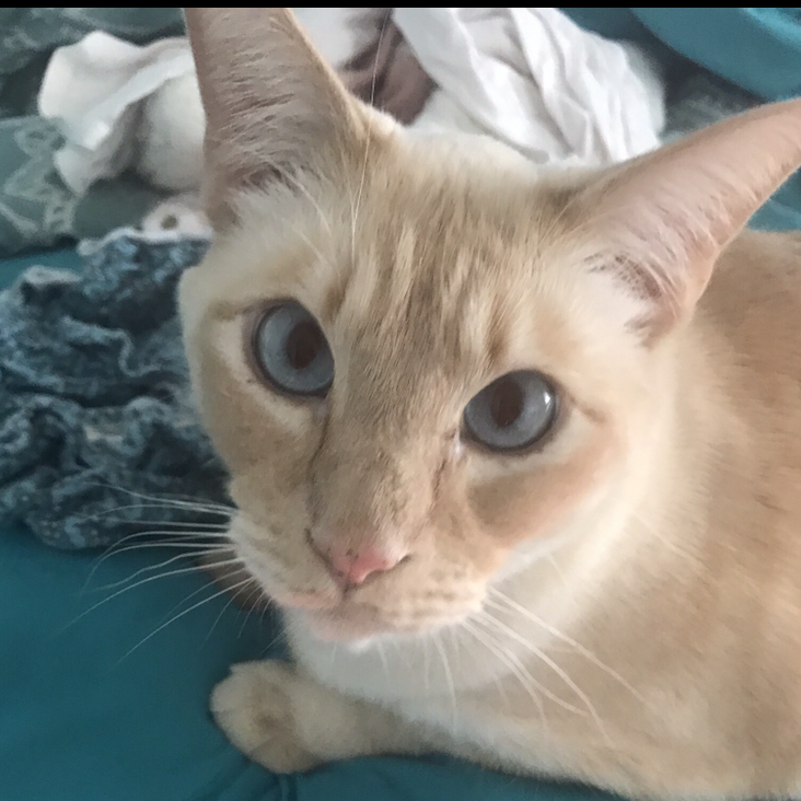 Another addition Casper to our feline family ❤️