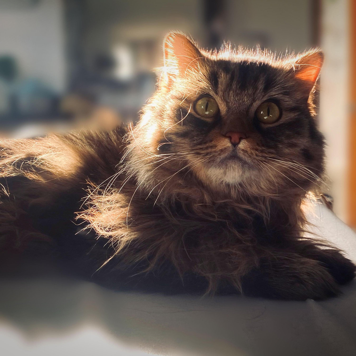 The fur child, Rue (a.k.a Rucifer)