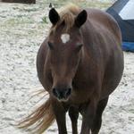 Corolla Wild Horse Tours