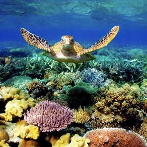Moon Moon Anguilla Snorkel Trip Dylan