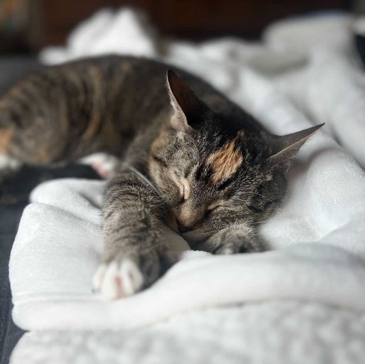 Our Cat and Matchmaker Lou ❤