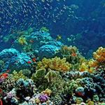 Lusong Coral Garden