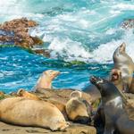 La Jolla Cove