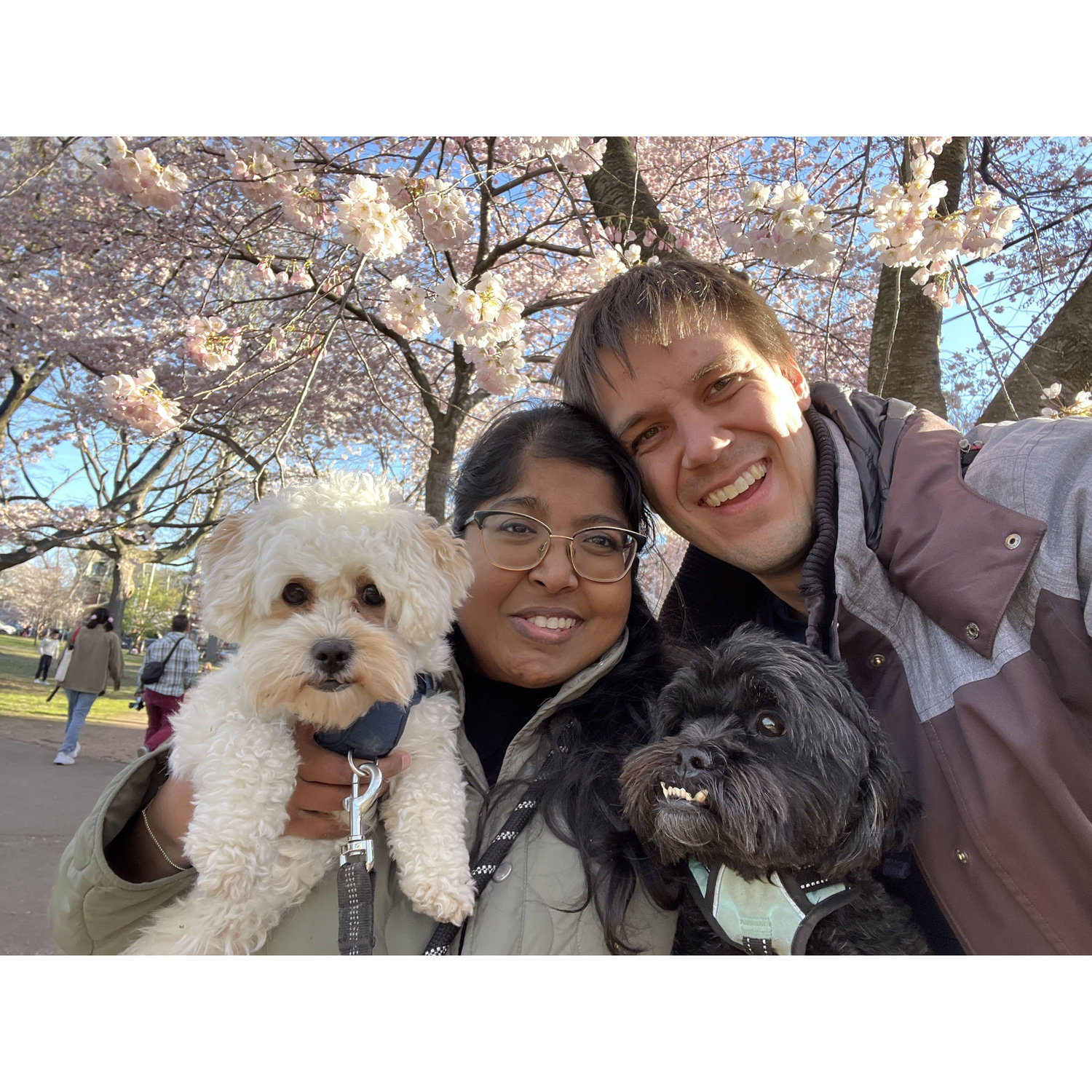Celebrating the cherry blossoms in our own backyard at Wooster Square Park, CT, with our pups!