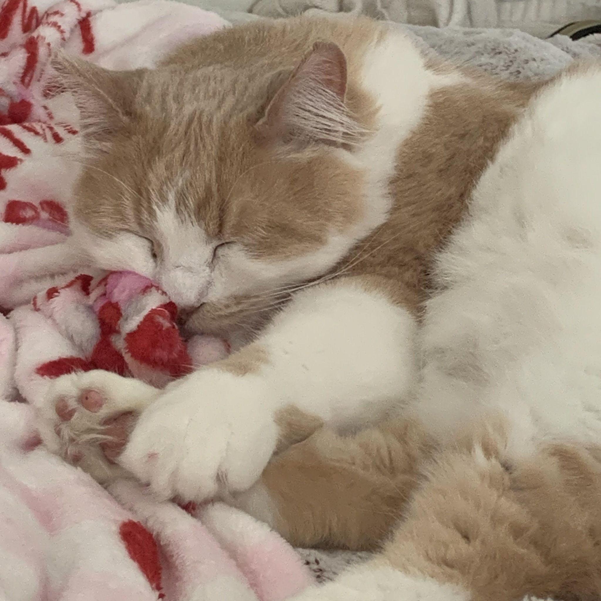 April 2021: Caesar joined the family!