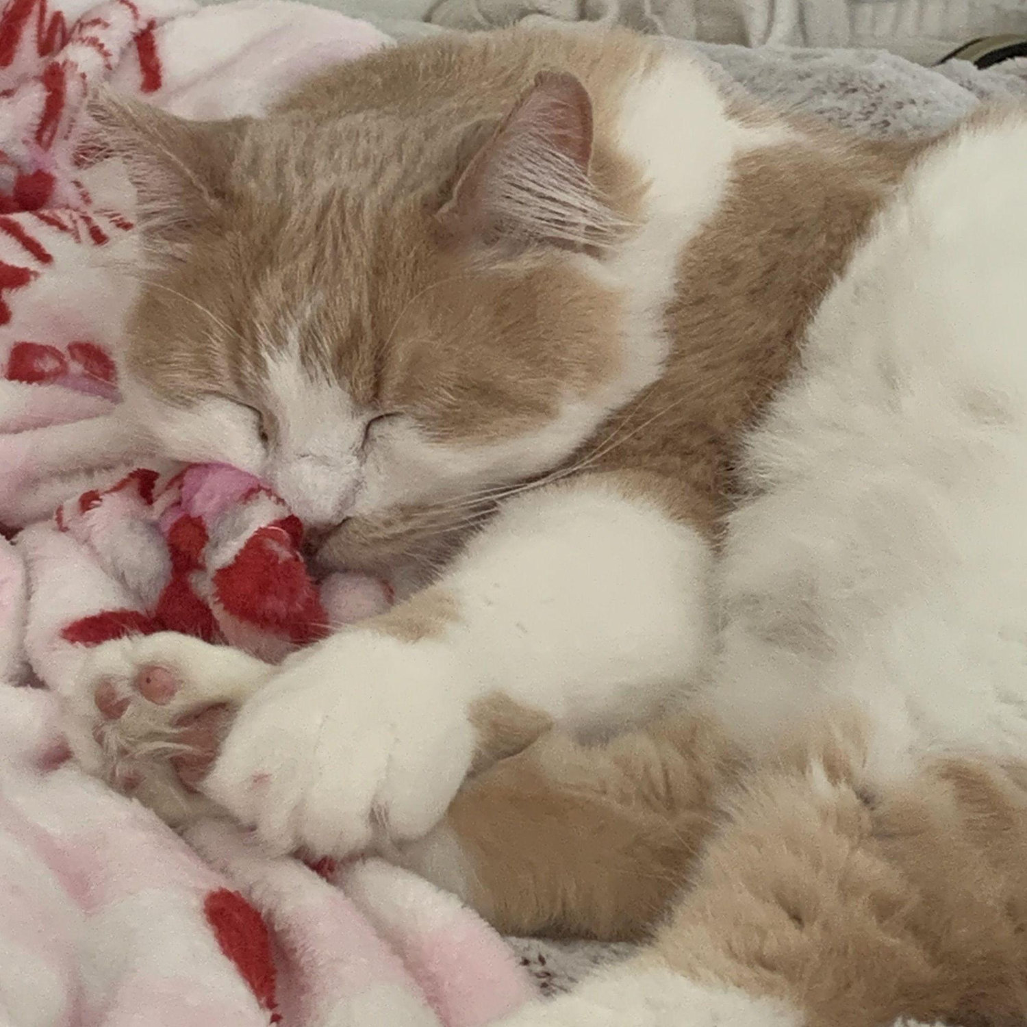 April 2021: Caesar joined the family!
