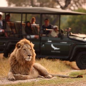 African Safari Honeymoon