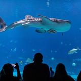 Georgia Aquarium