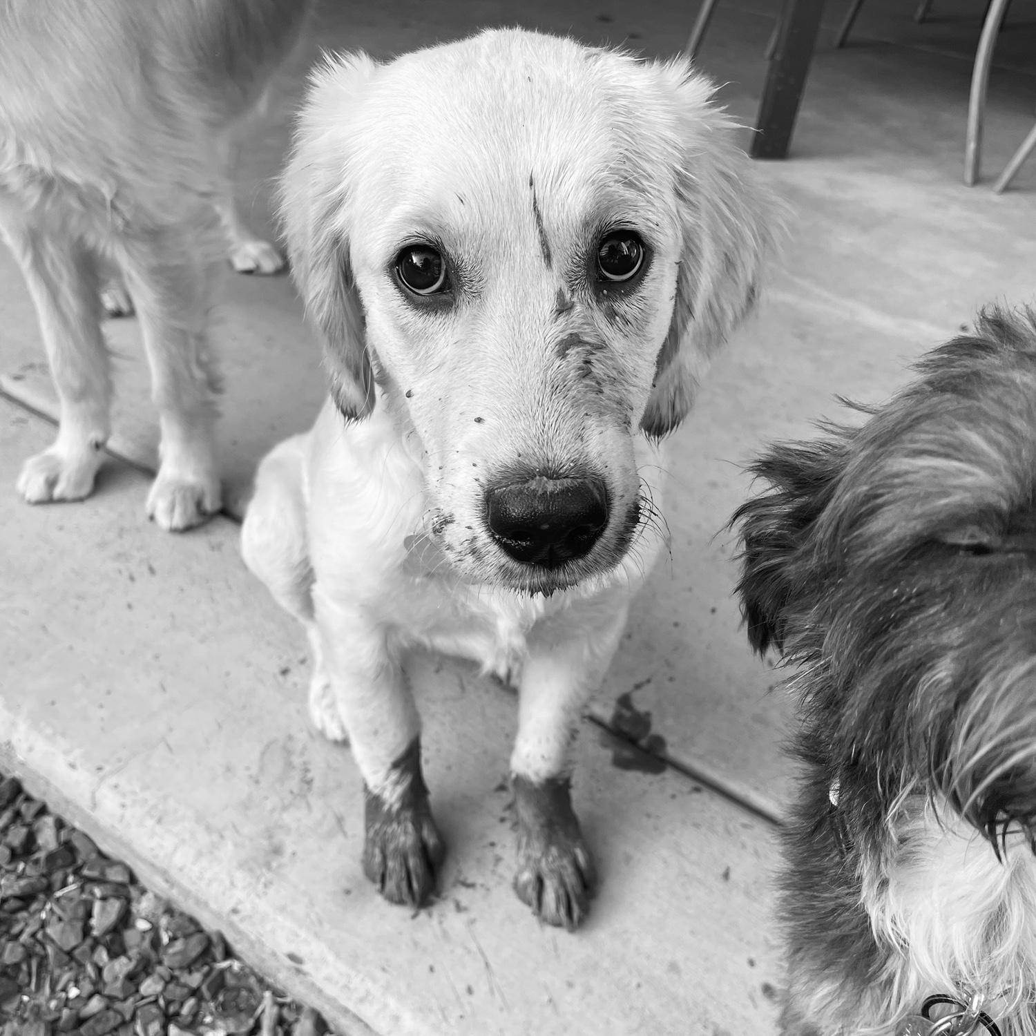 Ivy after playing in a mud puddle