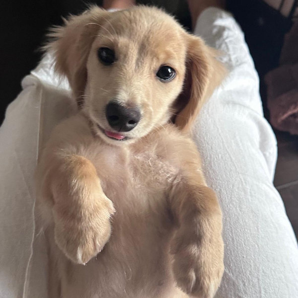 August Petsitting Care, Ciao Weiner! - Credit Card Option