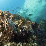 Scuba dive in Cabo