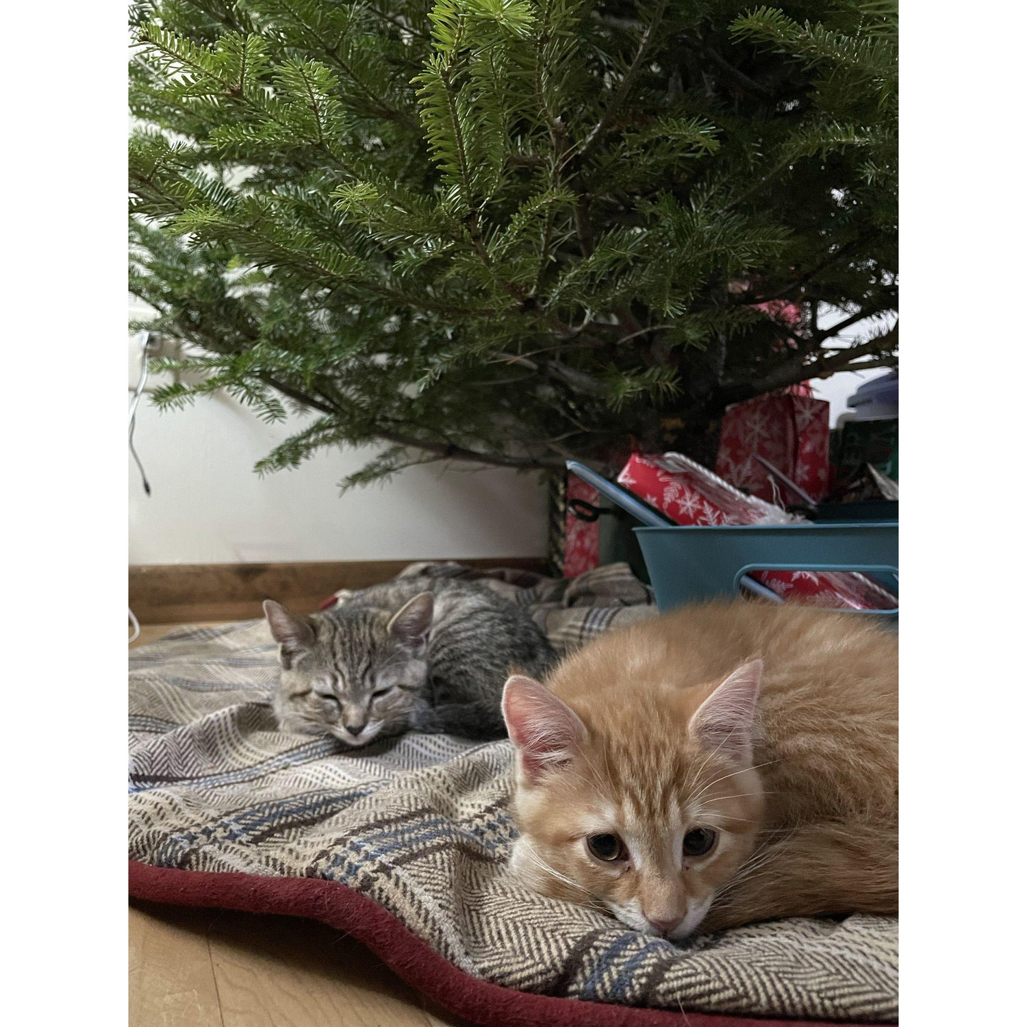 Our kittens, Tigger and Eeyore's first Christmas!