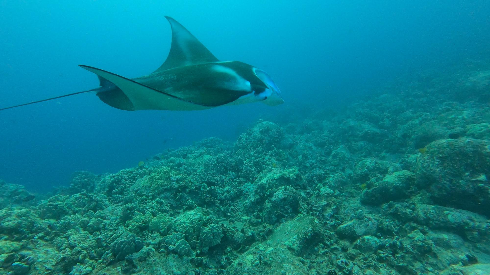 We did a manta sunset & night dive and it was AMAZING