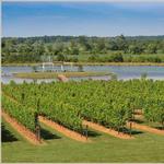 Old House Vineyards