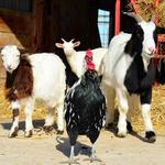 Schuster's Farm