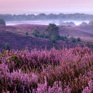 Hermitage Forest Walk and Heather Fields Tour in Scotland