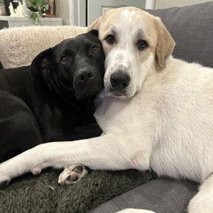 The Pup Fund