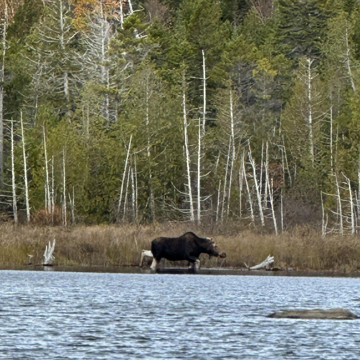 Bella the Moose: Baxter State Park, Maine