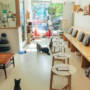 Coffee at a Cat Cafe