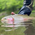 WNC Fly Fishing Trail