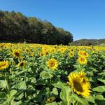 Fausett Farms Sunflowers