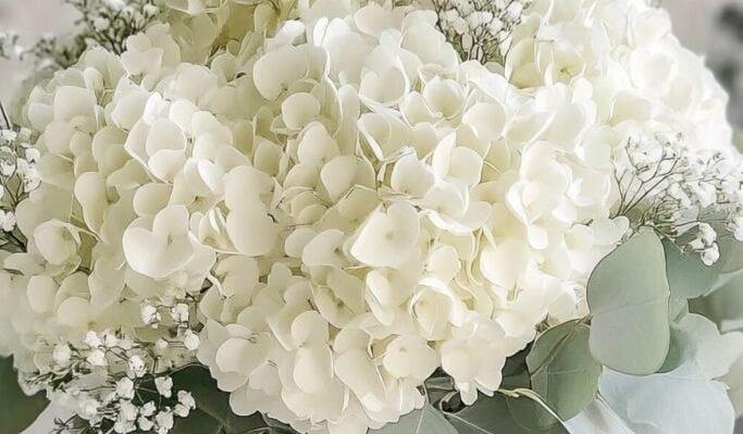 The Wedding Website of Jailene Medina and Edgar Ochoa