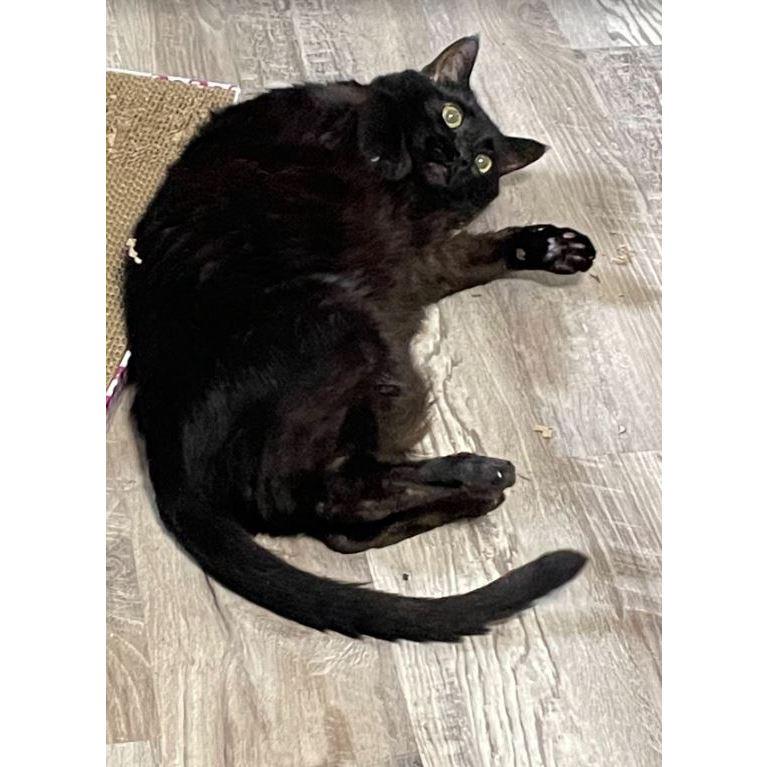 When you hit the 'nip a little too hard and start questioning your life choices! 😹 #CatNipConfessions