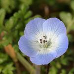 California Botanic Garden