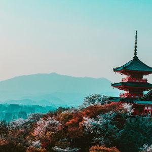 Sumo Wrestling Tickets - Japan Honeymoon